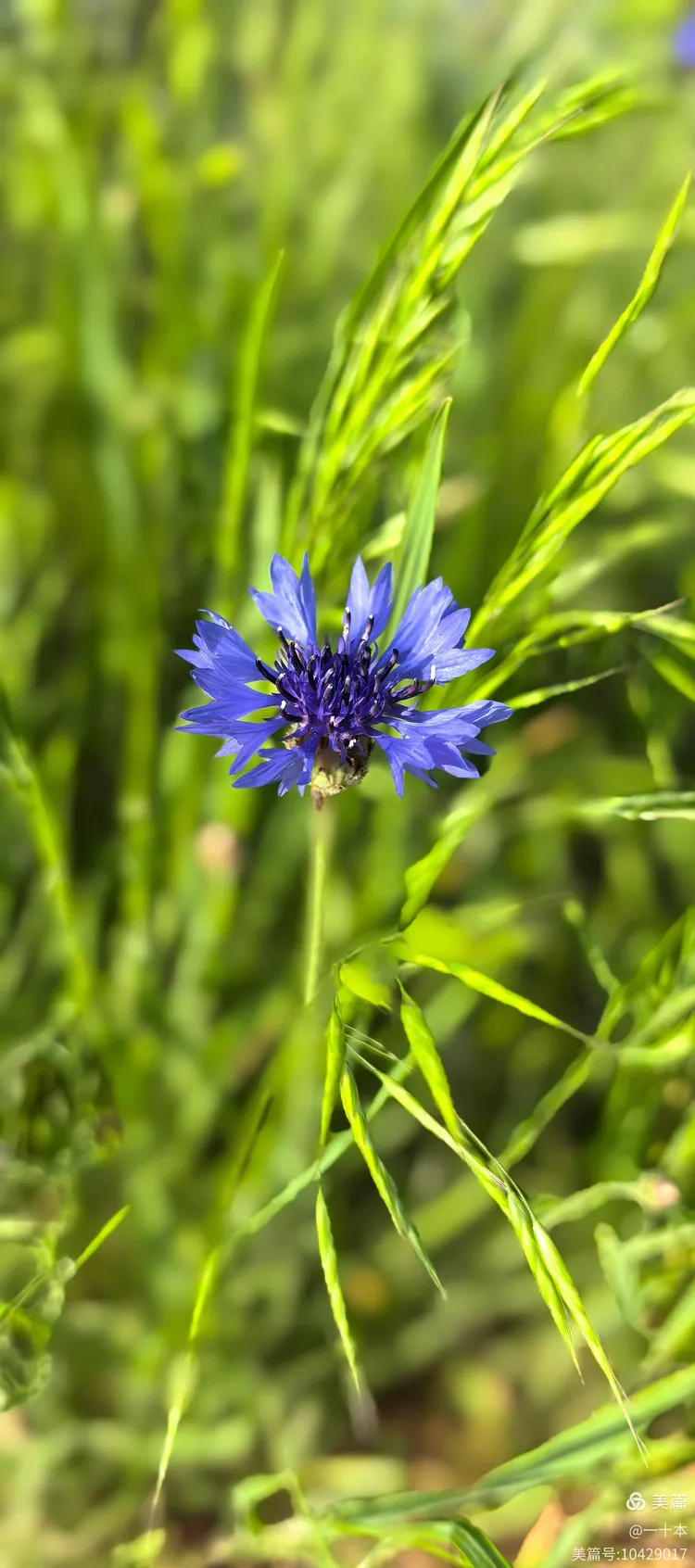 朝阳下的小蓟花